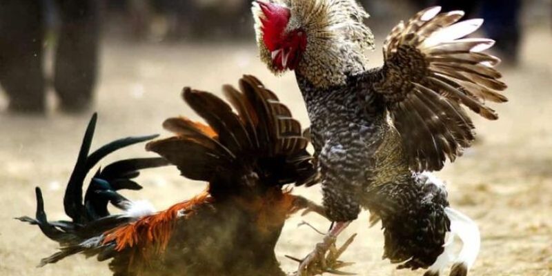 Điểm nổi bật của chuyên mục đá gà