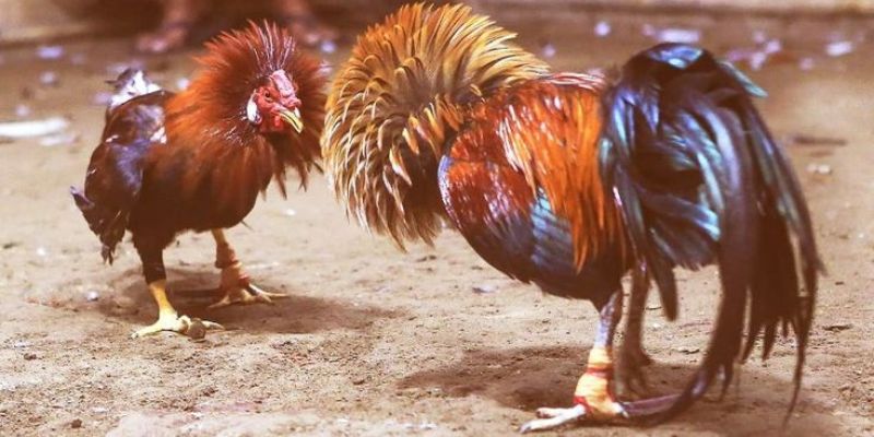 Các bước cơ bản để vào chơi tại mục đá gà tại nhà cái Thienhabet