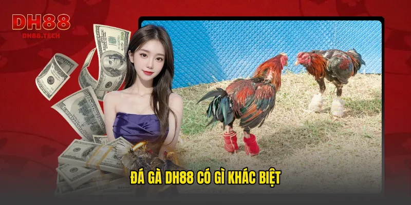 Đá gà dh88 có gì khác biệt